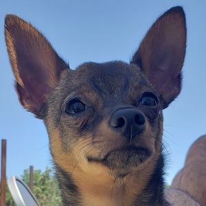 Meet your Posher, Israel